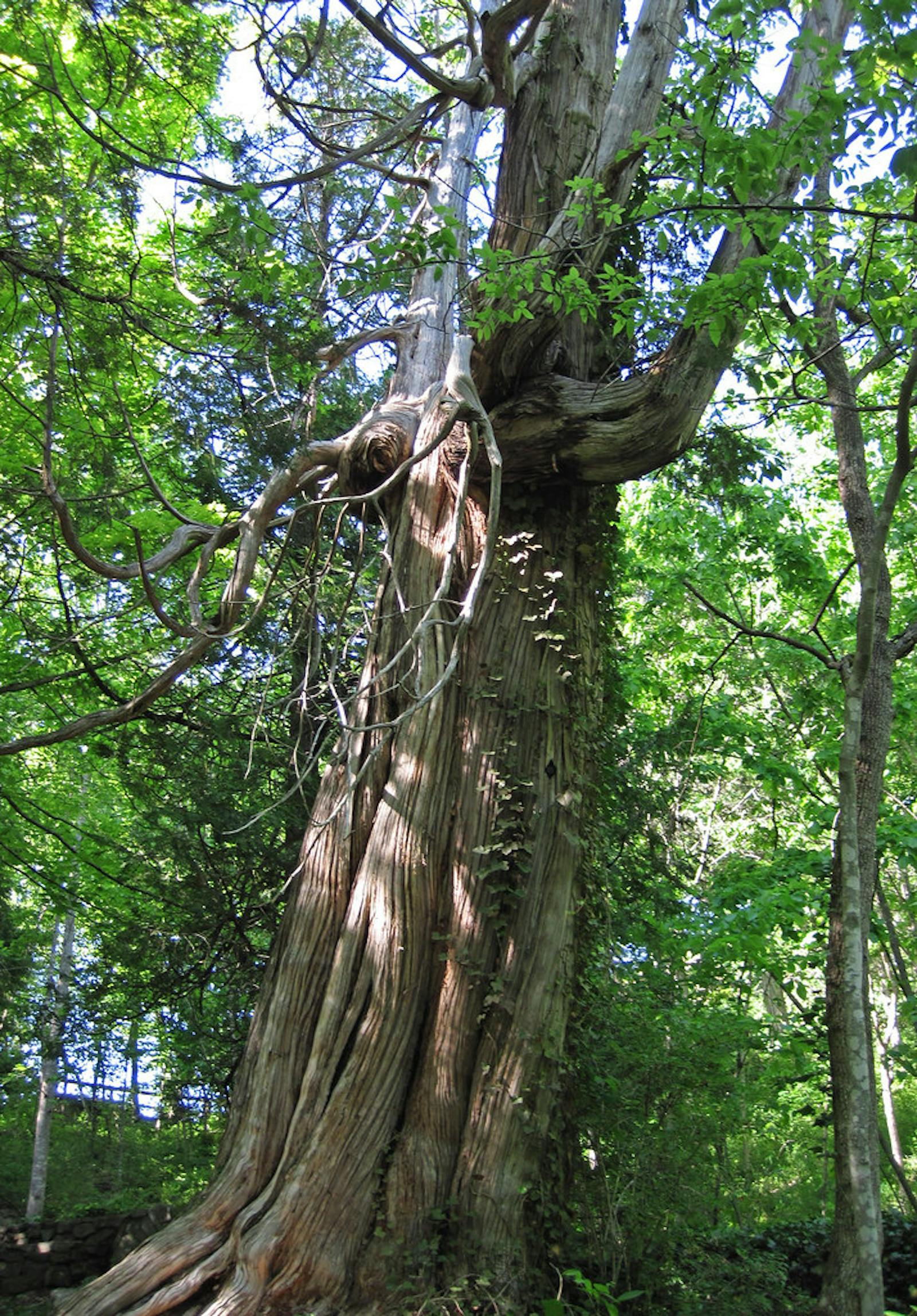 Eastern Great Lakes Lowland Forests One Earth